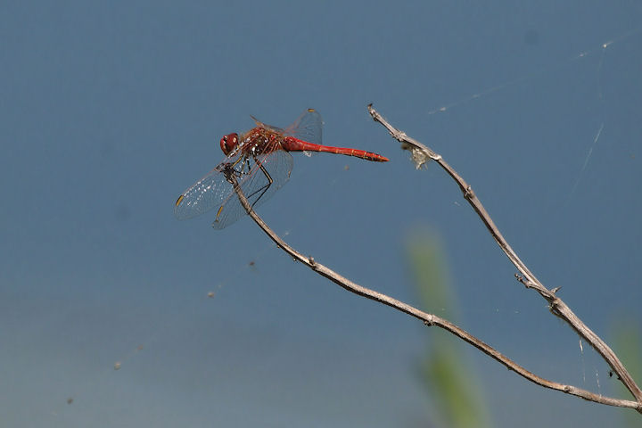 Sympetrum fonscolombii e Calopteryx splendens